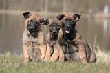 MALINOIS 1024